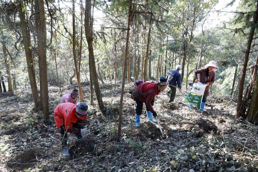 村民在南五味子種植基地勞作。