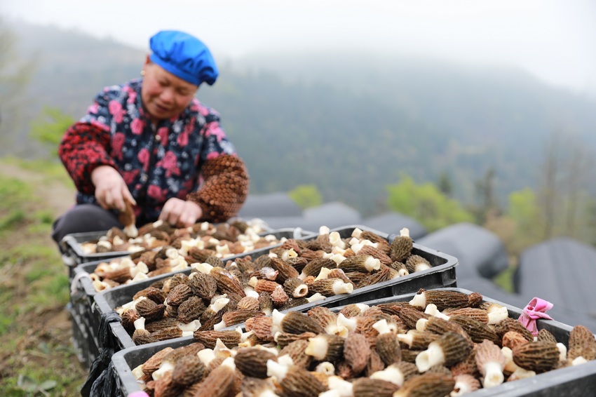 南岑村村民肖喬妹在整理剛採摘的羊肚菌。