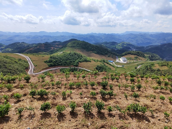 中寨鎮萬畝生態茶園。