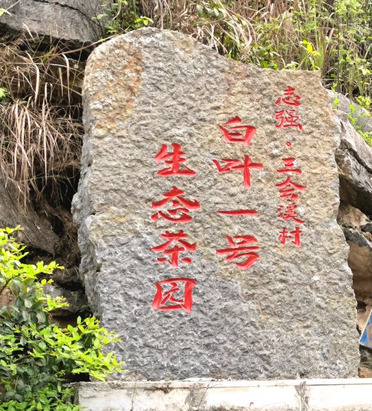 貴州沿河“白葉一號”備受江蘇客商青睞。