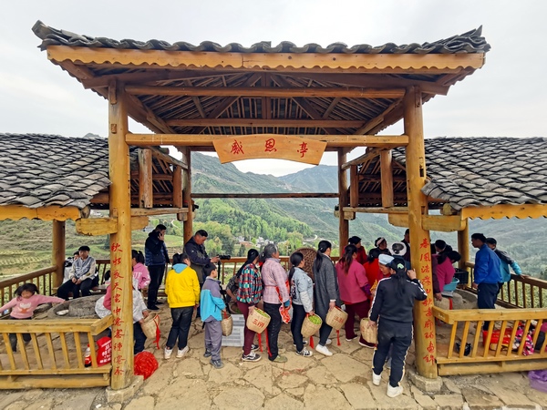 村民排隊交售茶青。