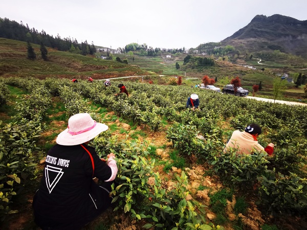 當地村民在”白葉一號“茶園採茶。