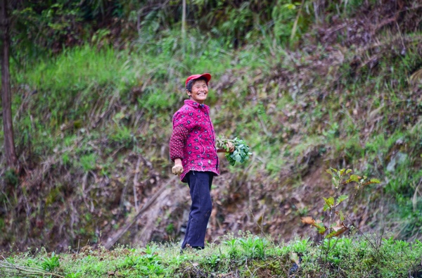 插圖1平豐村村民陸久香正在進行移栽補苗作業。