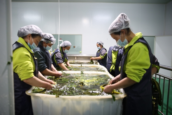 工人们正紧锣密鼓地清洗酸菜（摄影：郑婷）.JPG