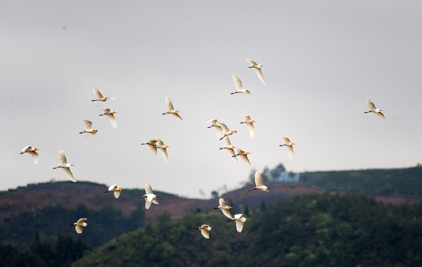 4月17日，鷺鳥在貴州省黔東南苗族侗族自治州丹寨縣金泉街道鄉間飛舞。