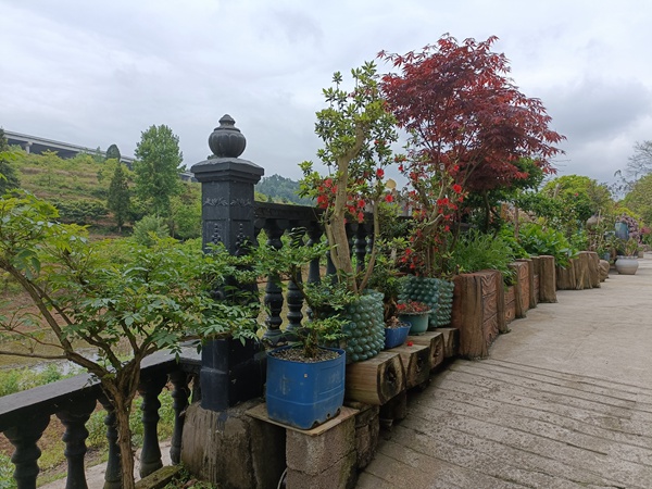 穿洞村“最美庭院”評比——庭院。