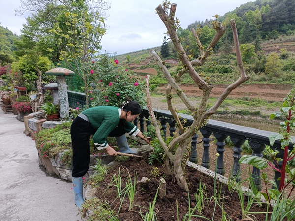 穿洞村民在進行庭院美化。