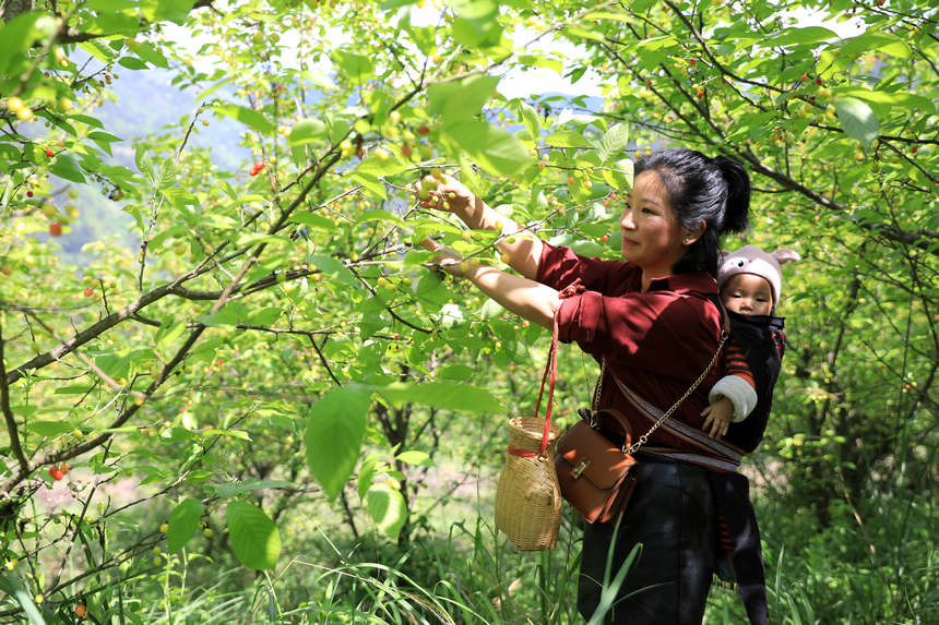 村民在採摘櫻桃。