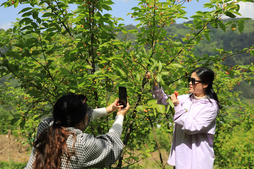游客在櫻桃種植基地拍照。