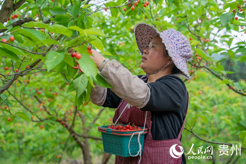 下壩鎮普渡村村民為游客採摘櫻桃。人民網 涂敏攝