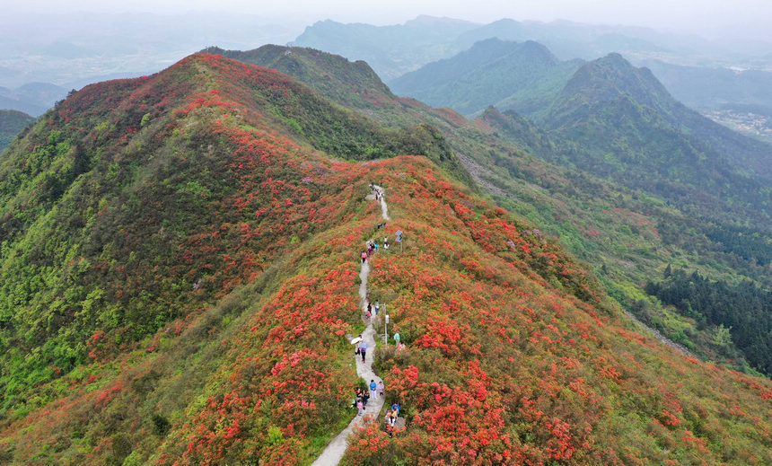 4月23日，游客在貴州省黔東南苗族侗族自治州丹寨縣龍泉山觀賞杜鵑花（無人機照片）。