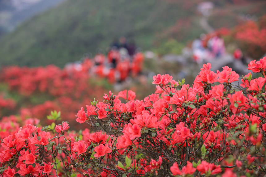 4月23日，游客在貴州省黔東南苗族侗族自治州丹寨縣龍泉山觀賞杜鵑花。