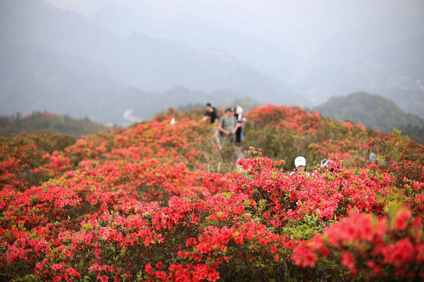 4月23日，游客在貴州省黔東南苗族侗族自治州丹寨縣龍泉山觀賞杜鵑花。  