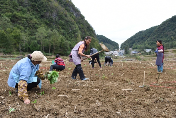 村民正在移栽油菜。