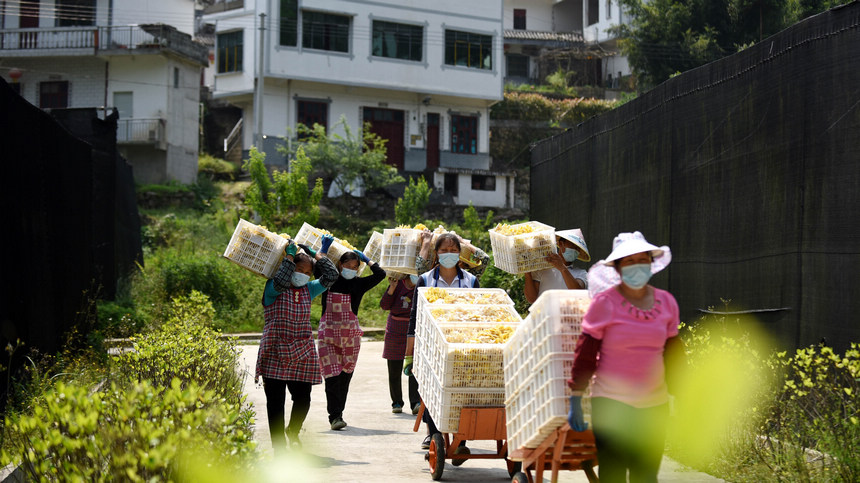 村民成群結隊運送榆黃菇。