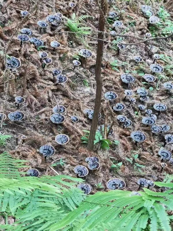 合作社種植的林下黑靈芝。