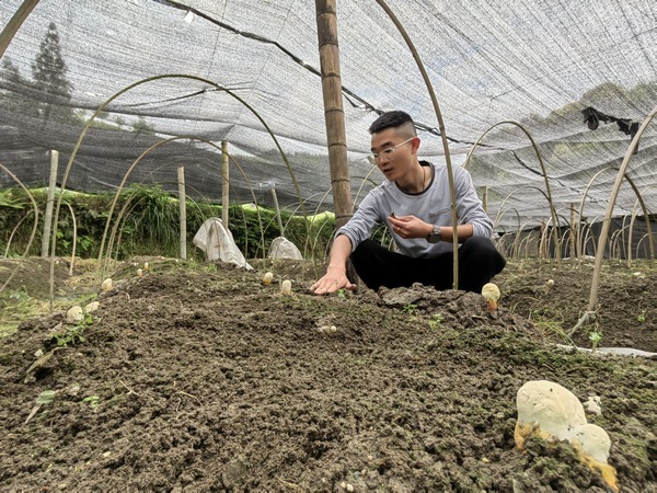 楊平合察看靈芝長勢。