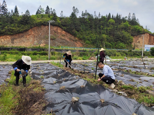 楊平合組織村民種植豇豆。