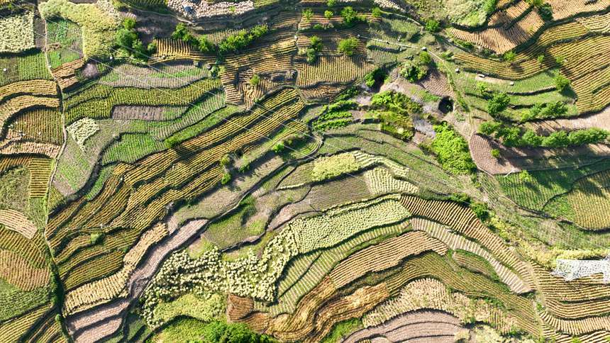 贵州省大方县长石镇杨柳社区成熟的连片麦田。 周训贵摄