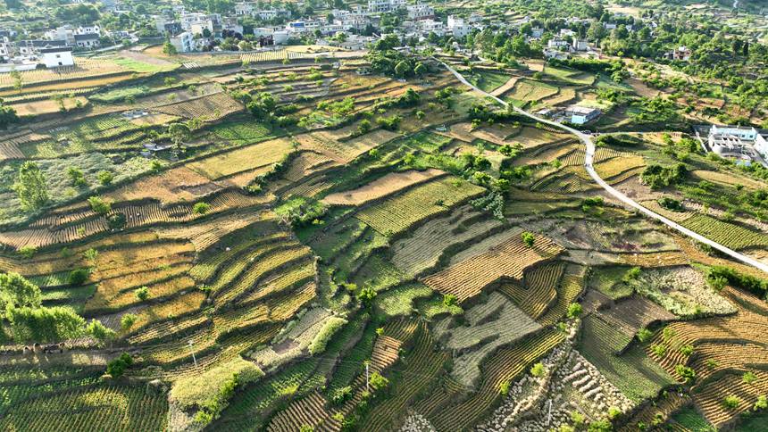 贵州省大方县长石镇杨柳社区成熟的连片麦田。周训贵摄