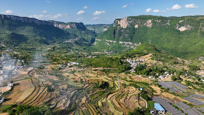 贵州省大方县长石镇杨柳社区成熟的连片麦田和美丽乡村。周训贵摄 