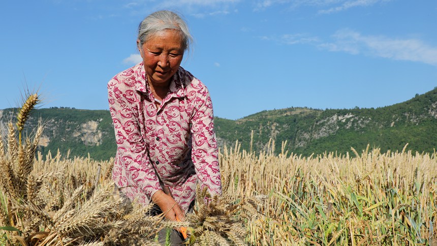 贵州省大方县长石镇杨柳社区村民在收割成熟的小麦。王定超摄