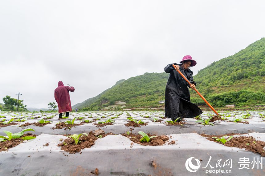 白碗窯鎮岔米村村民在土地中勞作。人民網 涂敏攝