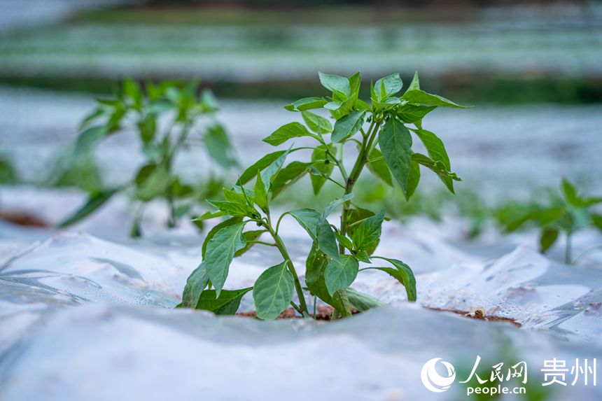 白碗窯鎮岔米村農田中種植的辣椒。人民網 涂敏攝