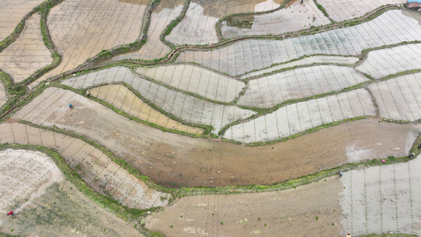 岑鞏縣龍田鎮總院村總院坪組的雜交水稻制種基地，農人們正在移栽雜交水稻父本。李昌焯攝