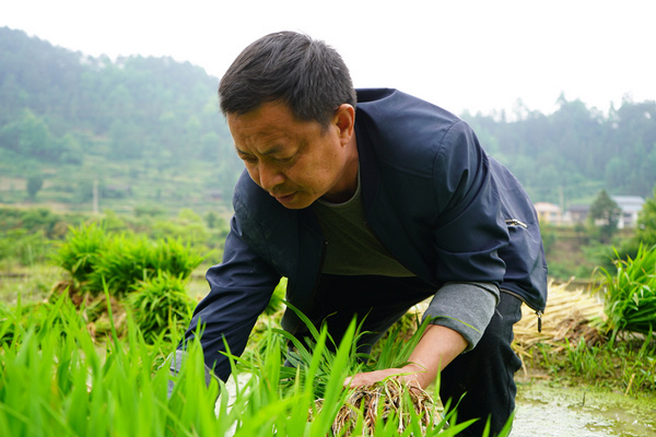 岑鞏縣龍田鎮總院村總院坪組，雜交水稻制種大戶朱永輝在秧田起秧。陳昆攝