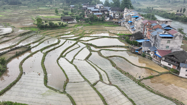 岑鞏縣龍田鎮總院村總院坪組雜交水稻制種基地，農人們在移栽雜交水稻父本。李昌焯攝