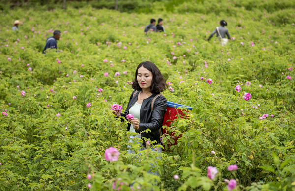 采摘玫瑰花。李学友摄
