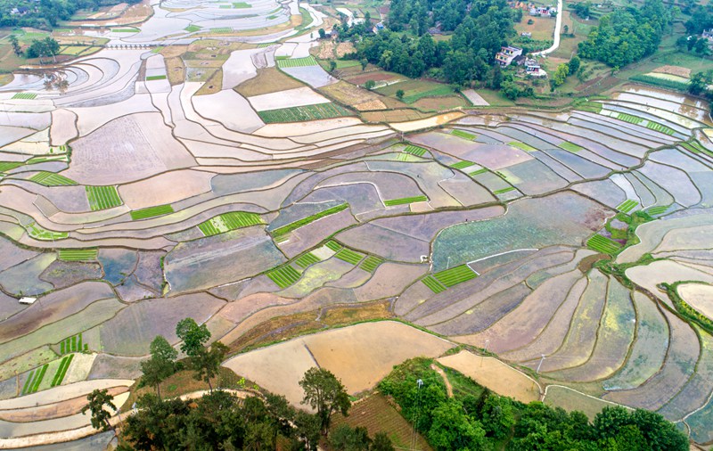 2022年5月20日，贵州省黔西市文峰街道双星社区，村民在大田里插秧（无人机照片）。