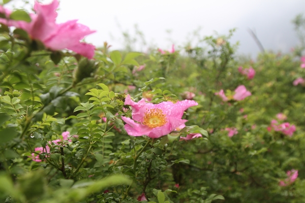 刺梨花開。鄭春華攝 