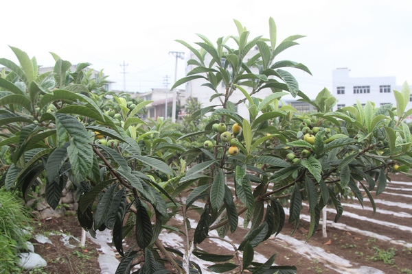 即將成熟的枇杷。鄭春華攝