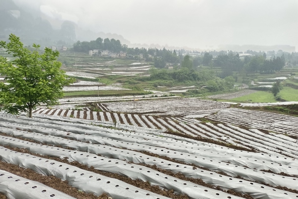 生姜基地。楊娟攝