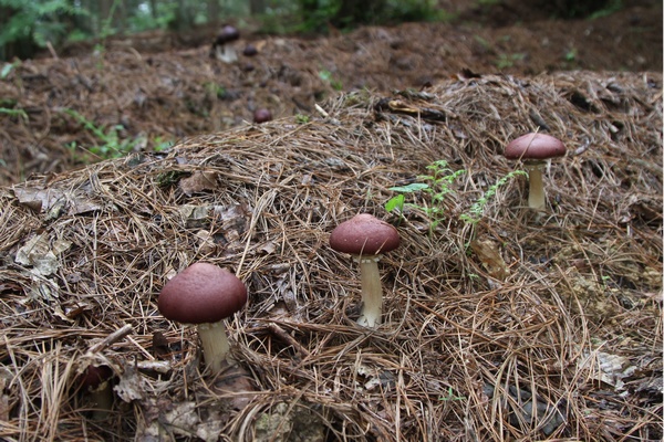 剛出土的鬆茸。鄭春華攝