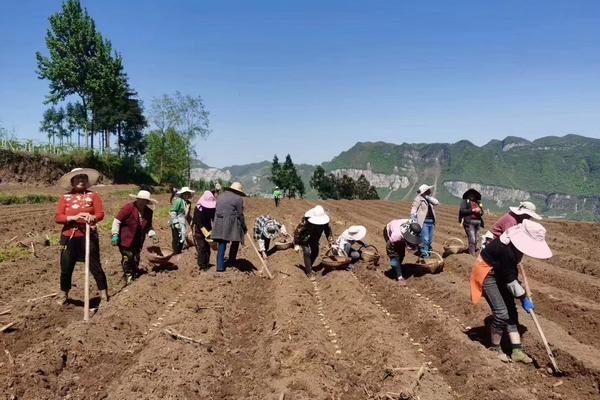 村民種植生姜。羅利華攝