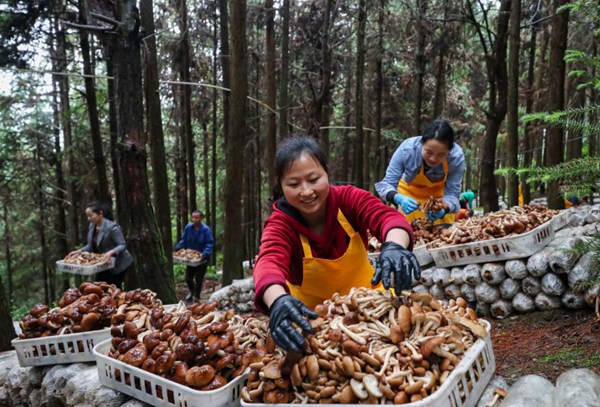 岑鞏縣平庄鎮平庄村走馬坪國家林下經濟示范基地，村民在採摘茶樹菇。胡攀學攝