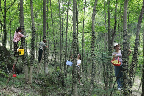 岑鞏縣大有鎮林下中藥材種植基地，村民在採石斛花。萬再祥攝