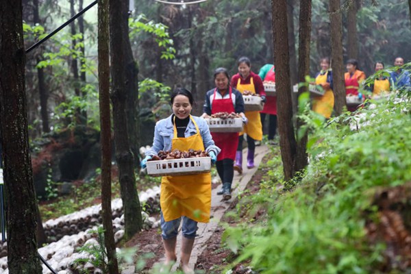 岑鞏縣平庄鎮平庄村走馬坪國家林下經濟示范基地，村民在搬運茶樹菇。胡攀學攝