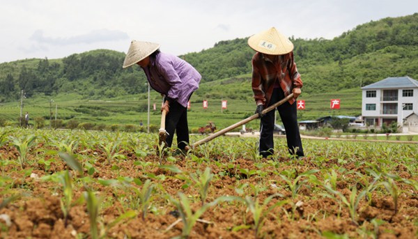 岑鞏縣天馬鎮白岩坪村大豆玉米帶狀復合種植基地，村民在除草。萬再祥攝