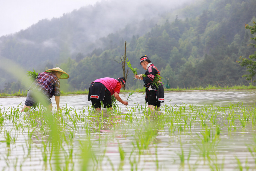 5月19日，農民在劍河縣柳川鎮中都村開展水稻插秧。