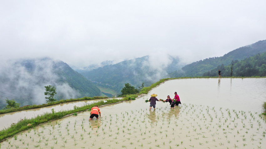 5月19日，農民在劍河縣柳川鎮中都村開展水稻插秧。