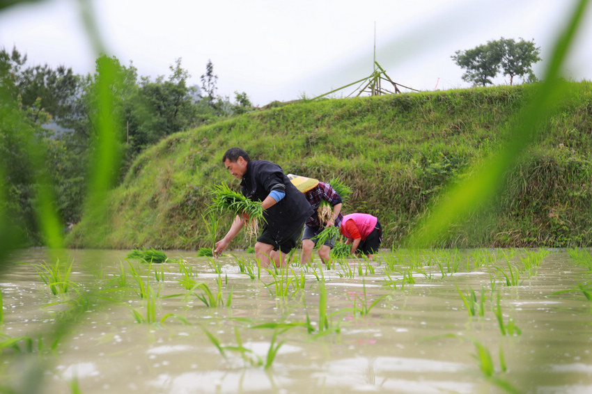 5月19日，農民在劍河縣柳川鎮中都村開展水稻插秧。