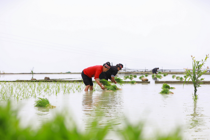 5月19日，農民在劍河縣柳川鎮中都村開展水稻插秧。