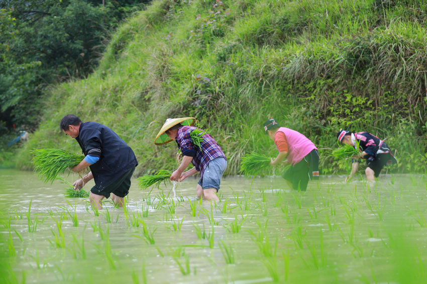 5月19日，農民在劍河縣柳川鎮中都村開展水稻插秧。