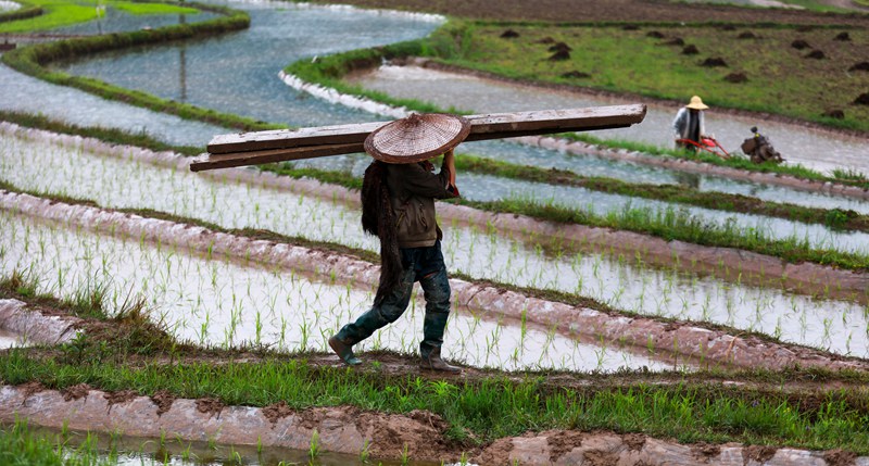2022年5月22日，村民在贵州省黔西市锦星镇洪湖村扛木板耙田插秧。