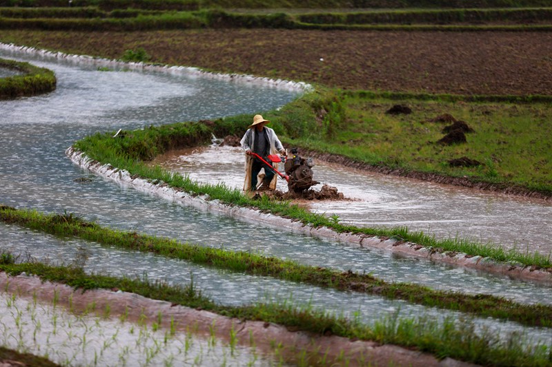 2022年5月22日，村民在贵州省黔西市锦星镇洪湖村梯田内利用小型农机耕田插秧。