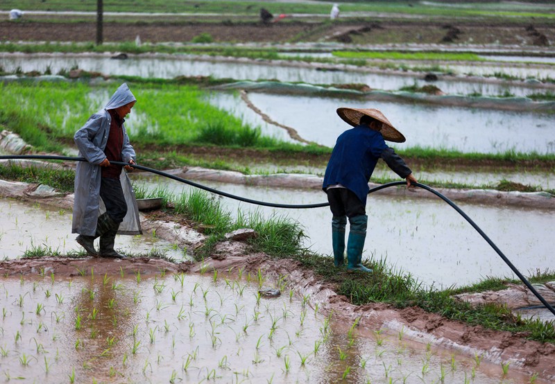 2022年5月22日，村民在贵州省黔西市锦星镇洪湖村梯田内整理水管通水插秧。